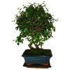 Zelkova 691 - izbové bonsaje