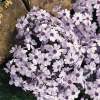 Phlox subulata ´Bavaria´