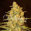 Delicious Seeds Critical Sensi Star Balenie: 5