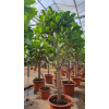 Ficus lyrata na kmeni R80 V320cm
