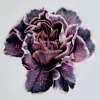 Slow Show - Still Life / Digisleeve [CD]