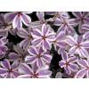 Plamienka šidlovitá Candy Striped - Phlox subulata Candy Striped (kontajner