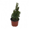 Smrek biely conica 1,5l/2l Picea glauca conica gold 1,5l