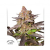 Dutch Passion - Melonade Runtz 10 ks - Semienka neobsahujú THC