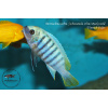 Metriaclima zebra Chizumulu Chiwi Rocks - 4,5-6cm