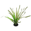Dekorácie Repti Planet Rastlina tráva Spartina 30cm