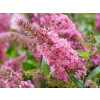 Komule Davidova Butterfly Candy Little Pink (kontajner p9)