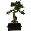 Zelkova 549 - izbové bonsaje
