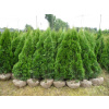 Thuja Emerald-25 cm! V hrnci !!-2 PN/PCS-100 PC! (Thuja Emerald-25 cm! V hrnci !!-2 PN/PCS-100 PC!)