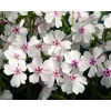 Phlox subulata 'Amazing Grace'