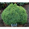 Smrek biely - Picea glauca albertiana 'Alberta Globe' - 20/30cm