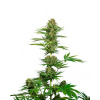 Sensi Seeds Satin Black Domina CBD semena neobsahují THC 5 ks