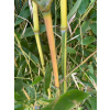 Bambus phylostachys spectabilis 5 l 100-160 cm Krk (Bambus phylostachys spectabilis 5 l 100-160 cm Krk)