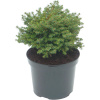 Smrek obyčajný - Picea abies ´Little gem´ - 20/30cm