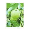 Jabloň stĺpovitá BIO FloraSelf Bio Malus domestica 'Green Fink' 130-150 cm kvetináč 7,5 l
