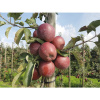 Jabloň stĺpovitá BIO zakrpatená FloraSelf Bio Malus Starline 'Orange Crimson' 60-80 cm kvetináč 7,5 l