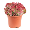 Kalanchoe thyrsiflora 'Red Lips' 25x45 cm