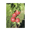 Jabloň stĺpovitá zakrpatená FloraSelf Bio Malus Starline 'Red Crimson' 60-80 cm kvetináč 7,5 l