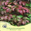 Sadenice viniča v 2-3 litrovej nádobe (REDWALL TRAKI Parthenocissus quinquefolia)