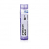 Arsenicum Album gra.1 x 4 g 30CH