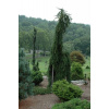 Picea abies ´ Frohburg ´ Clt.12 125-150 cm