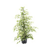 Fikus benjamín FloraSelf Ficus benjamina 'Twilight' výška cca 110 cm kvetináč Ø 21 cm