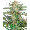 Sensi Seeds Screwdriver OG Research semena neobsahují THC 5 ks