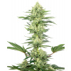 White Label White Gorilla Haze semena neobsahuji THC 5 ks